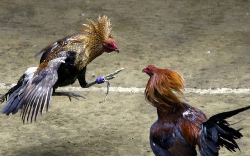 Hình ảnh 2 chú gà được trang bị cựa dao đang giao chiến